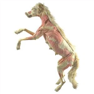 Plastinert hund til plastineringsmuseet