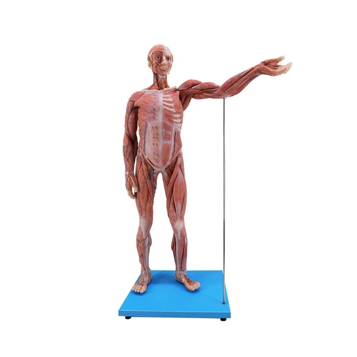 Menneskekroppens anatomiske modell