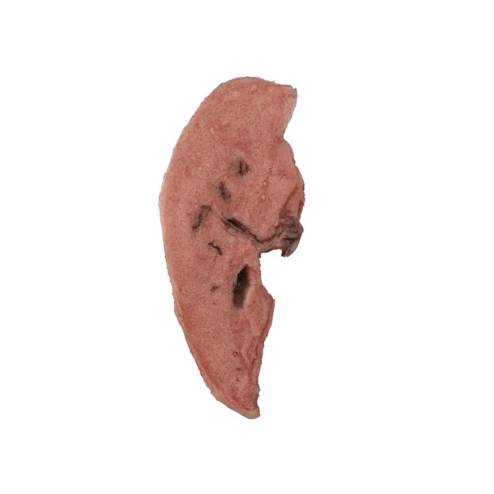 Patologimodell
