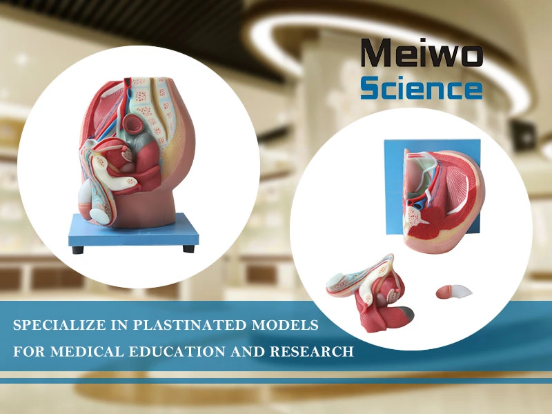 male pelvis model male pelvis model