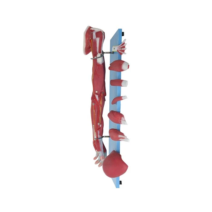 anatomy arm model anatomy arm model