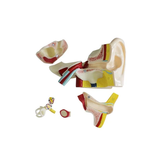 left ear anatomy model left ear anatomy model