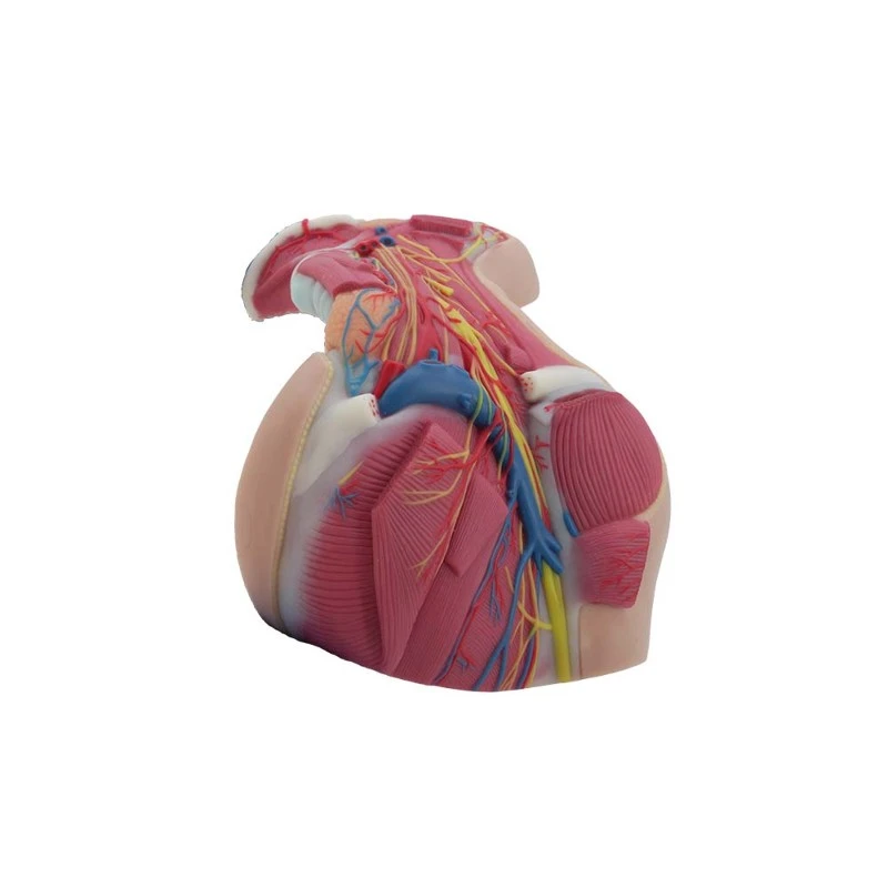 deep anatomy of neck model for sale deep anatomy of neck model for sale