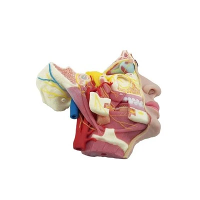 Anatomisk ansiktsmodell