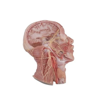 Anatomisk modell for hjernenerver