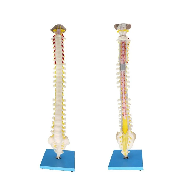 Vertebral kolonnemodell